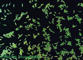 Single-celled algae