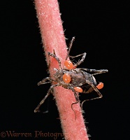 Harvestman with parasitic mites