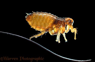 Cat flea