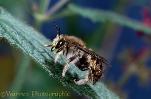 Wool-carder Bee
