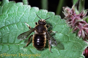 Wool-carder Bee