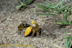 Hairy-legged mining bee
