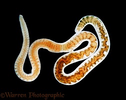 Freshwater Tubifex worm