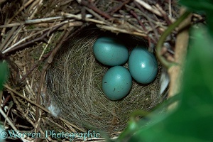 Dunnock nest with eggs