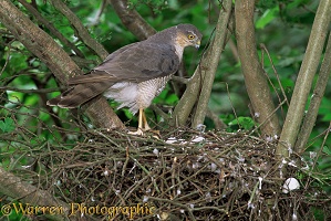 Sparrowhawk at nest