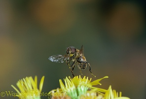 Hoverfly taking off