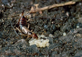 Common Earwig female with eggs