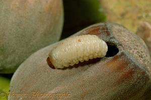 Nut Weevil larva