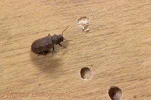 Furniture Beetle