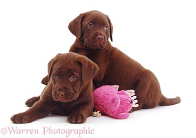 Chocolate Labrador Retriever pups