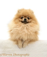 Pomeranian with paws over