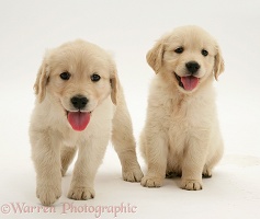 Two Golden Retriever pups