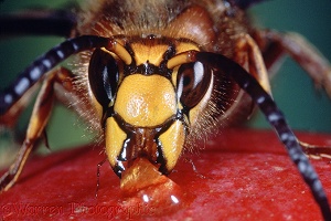 Hornet drinking juice