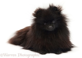 Black Pomeranian