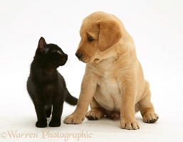 Black kitten and retriever pup