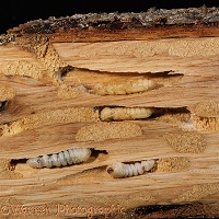 Wasp Beetle larvae and pupae