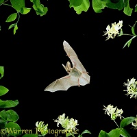 Long-eared Bat in flight