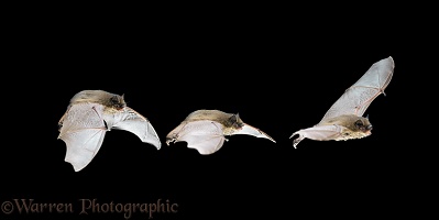 Pipistrelle Bat in flight multiple exposure