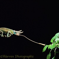 Jackson's Chameleon taking a fly