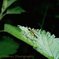 Green Sawfly