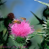 Honey Bee and Migrant Hoverfly