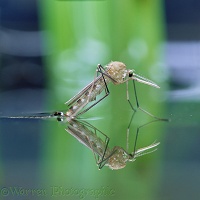 Mosquito on water surface