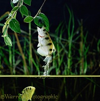 Archer Fish leaping