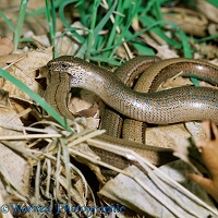 Slow-worms mating