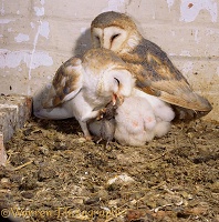 Barn Owls in nest