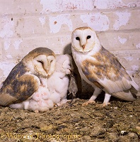 Barn Owls in nest