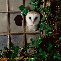 Barn Owl looking through broken window