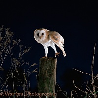 Barn Owl stretching