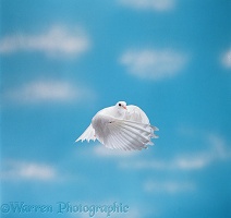 White dove in flight