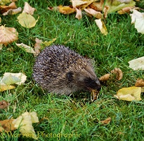 Hedgehog eating a Garden Snail