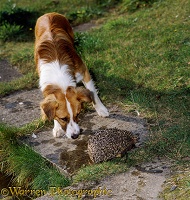 Hedgehog being sniffed by a dog