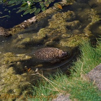 Hedgehog swimming