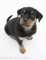 Rottweiler pup looking up