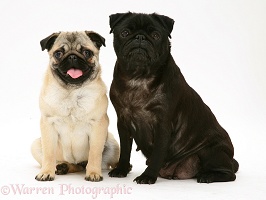 Fawn and Black pugs