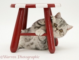 Silver Exotic cat under a stool