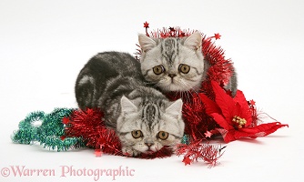 Silver tabby Exotic kittens with Christmas tinsel