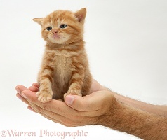 Red tabby kitten in a man's hands