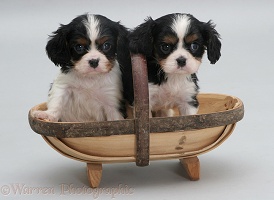 King Charles pups in a trug