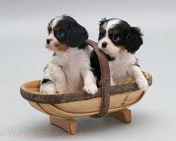 King Charles pups in a trug