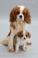 King Charles mother and pup