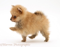 Pomeranian pup
