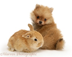 Pomeranian pup and sandy rabbit baby