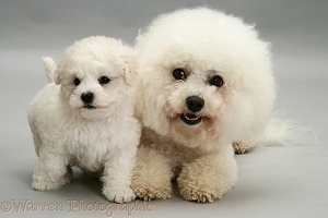 Bichon Frise mother and cute puppy
