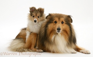 Sable Shetland Sheepdog (Sheltie) and pup