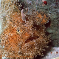 Whiskery or Split-lure Frogfish