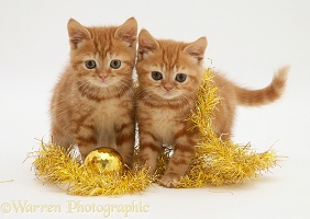 Red tabby kittens with tinsel and bauble